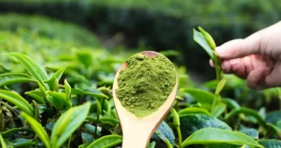 مسحوق ماتشا أخضر نقي عالي الجودة