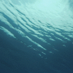 Isntree Gim PDRN Hydro Bouncy Ampoule